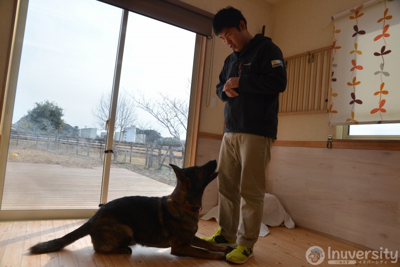 犬のとびつき