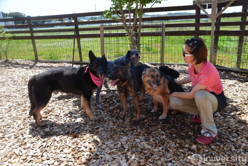 愛犬が触られて嬉しいと感じる場所